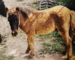 horse Kai (Dt.Part-bred Shetland pony, 2003, from Karon I)