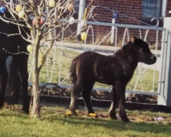 horse Katja (Dt.Part-bred Shetland pony, 2006, from Karon I)