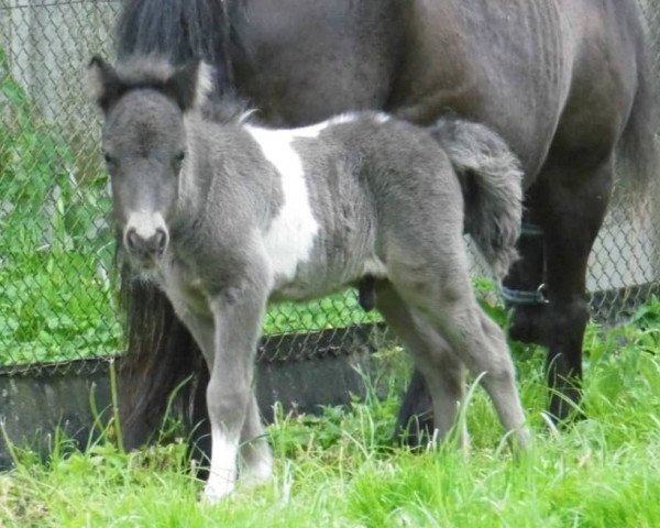 Pferd Esperado vom Ibiztal (Dt.Part-bred Shetland Pony, 2017, von Leelands Mr. Eldor)