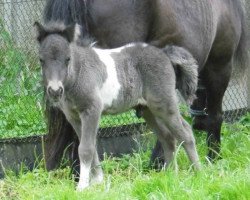 horse Esperado vom Ibiztal (Dt.Part-bred Shetland pony, 2017, from Leelands Mr. Eldor)