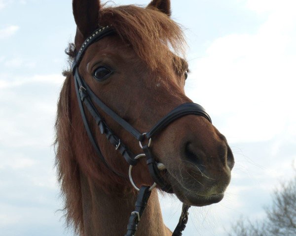 dressage horse Tamani 11 (unknown, 2008)