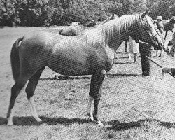 broodmare Cydella ox (Arabian thoroughbred, 1968, from General Grant 1945 ox)