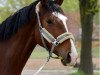 dressage horse Kaami BS (Trakehner, 2011, from Donaudichter)