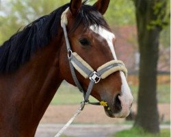 dressage horse Kaami BS (Trakehner, 2011, from Donaudichter)