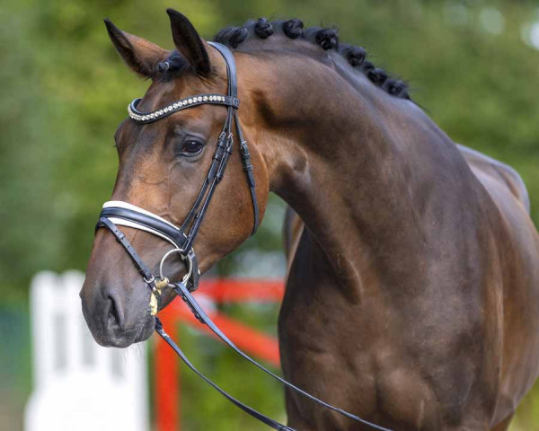 dressage horse Zlatan MV (Westphalian, 2020, from Zafiero)