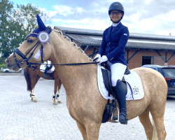 dressage horse Gino 658 (German Riding Pony, 2019, from Golden West NRW)