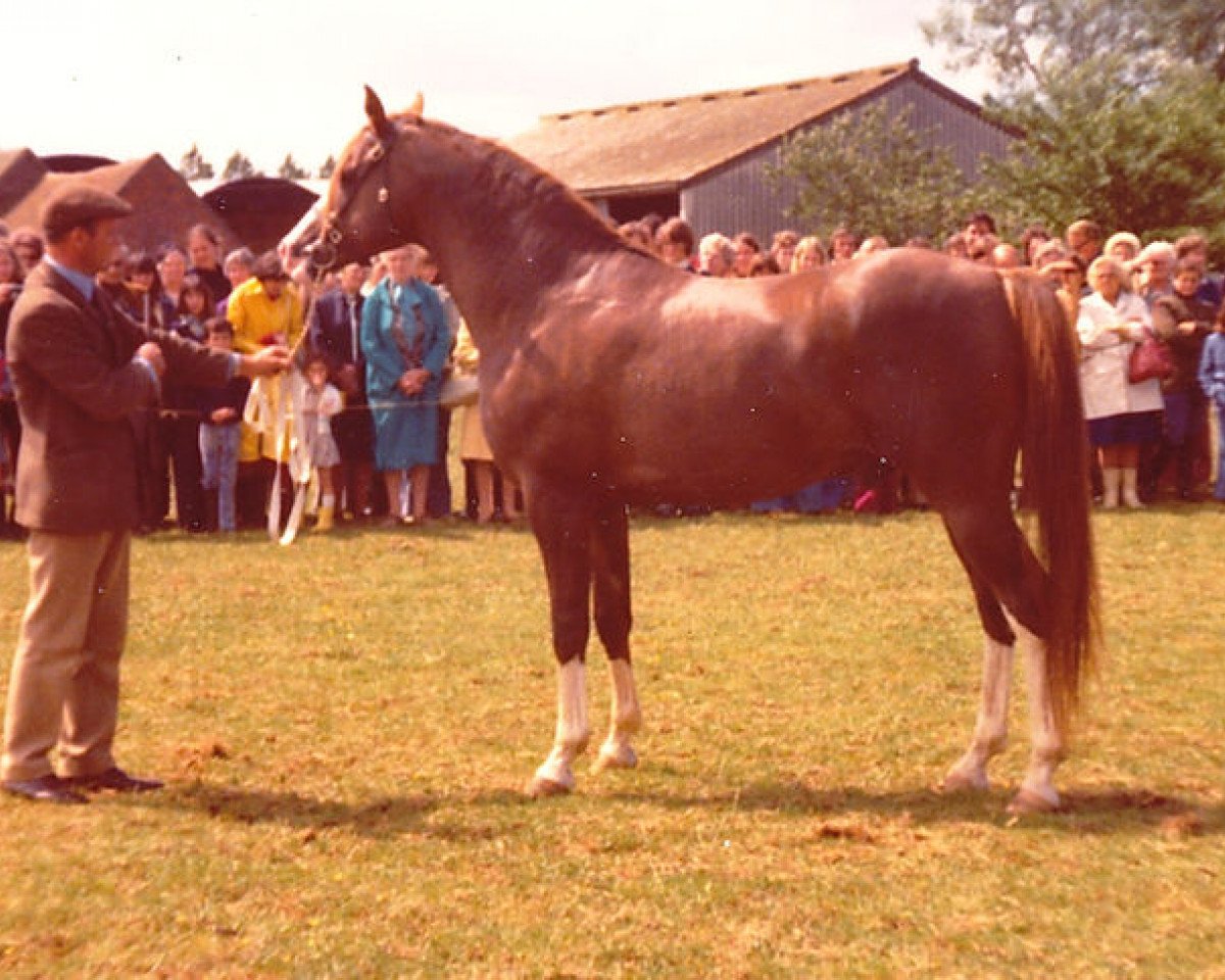 stallion Taqah (Arabian purebred, 1971, from Indian Flame II ox)