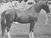 stallion General Gold ox (Arabian thoroughbred, 1973, from General Grant 1945 ox)