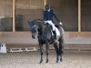 dressage horse Hennessy Horratio (Württemberger, 2008, from Hohenstein I)