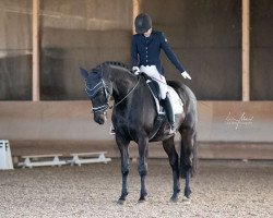 dressage horse Hennessy Horratio (Württemberger, 2008, from Hohenstein I)