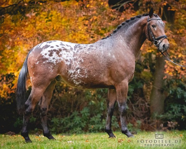 stallion San Belvedere (Little German Riding Horse, 2017, from Sunny Boy)