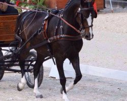 Dressurpferd Mitternachtsliebe (Welsh Pony (Sek.B), 2010, von Best Boy)