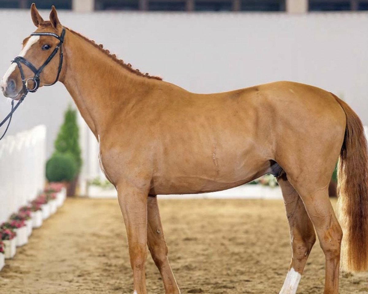 jumper Neruda Proosthof (anglo european sporthorse, 2019, from Nixon van 't Meulenhof)