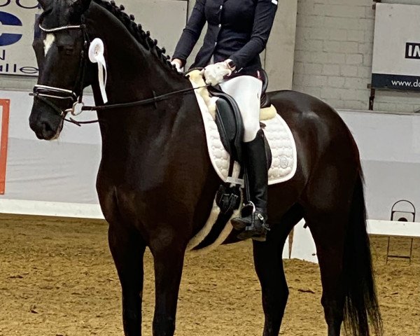 dressage horse Daydream 125 (Hanoverian, 2017, from Glock's Dream Boy)