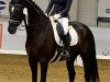 dressage horse Daydream 125 (Hanoverian, 2017, from Glock's Dream Boy)