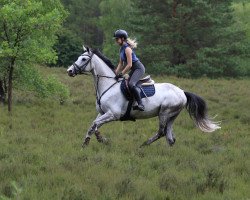 jumper Cheval Blanc 4 (Oldenburg, 2011, from Checkpoint 19)