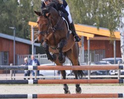 jumper Caillou 43 (Oldenburg show jumper, 2010, from Carrico)