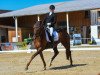 dressage horse Feenzauber 18 (Hanoverian, 2016, from Follow Me OLD)