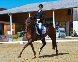 dressage horse Feenzauber 18 (Hanoverian, 2016, from Follow Me OLD)