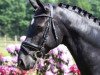 stallion Harrison 9 (German Riding Pony, 2009, from Henry)