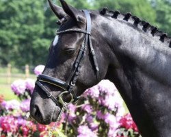 stallion Harrison 9 (German Riding Pony, 2009, from Henry)