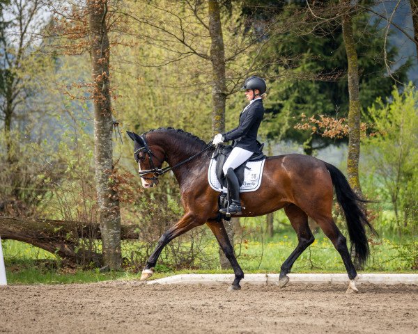 dressage horse Firstclass (Hanoverian, 2016, from Fürsten-Look)