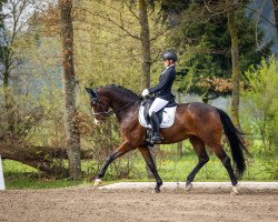 dressage horse Firstclass (Hanoverian, 2016, from Fürsten-Look)