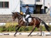 Springpferd Kiss Me 41 (Trakehner, 2018, von Adorator)