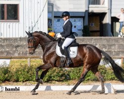 jumper Kiss Me 41 (Trakehner, 2018, from Adorator)