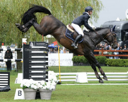 stallion No-Comment de Septon (Belgian Warmblood, 2013, from Jenson van't Meulenhof)