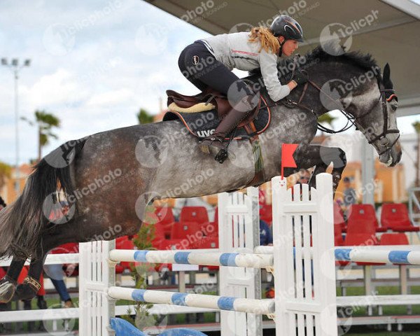 stallion Diablo Blanco (Oldenburg show jumper, 2008, from Chacco-Blue)