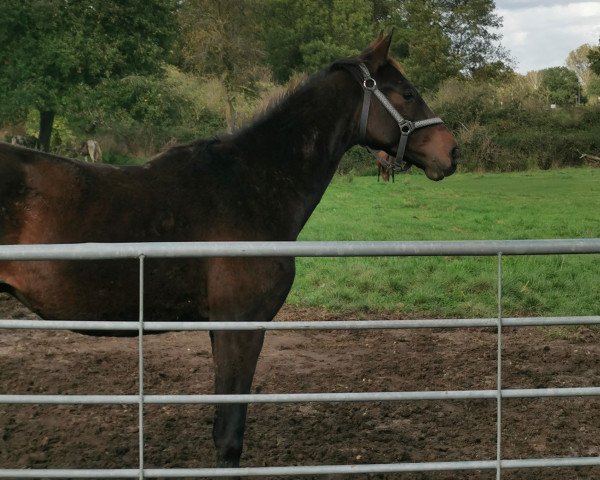 dressage horse Felino Descendi S (German Warmblood, 2021, from For Gold OLD)