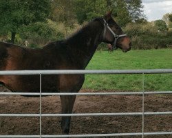 dressage horse Felino Descendi S (German Warmblood, 2021, from For Gold OLD)