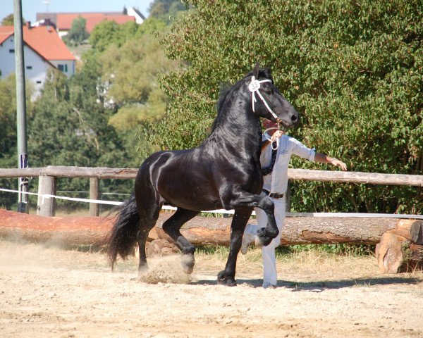 Pferd Otello (Friese, 2012, von Pier 448)