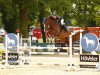 jumper Ally Mcnally (Oldenburg show jumper, 2017, from Kanndarco)