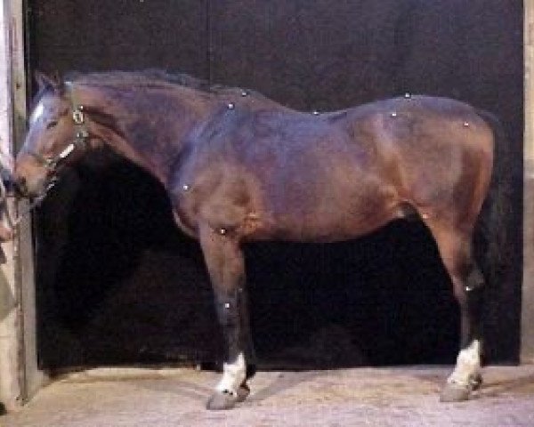 stallion Quappa (Selle Français, 1982, from Elf III)