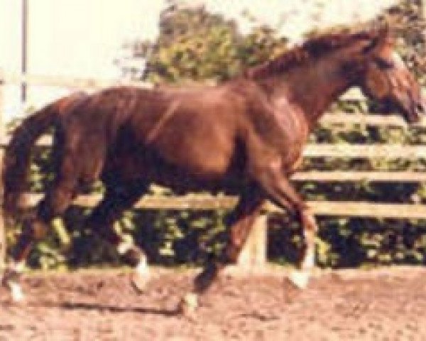 stallion Rock des Champs (Selle Français, 1983, from Yelpana xx)