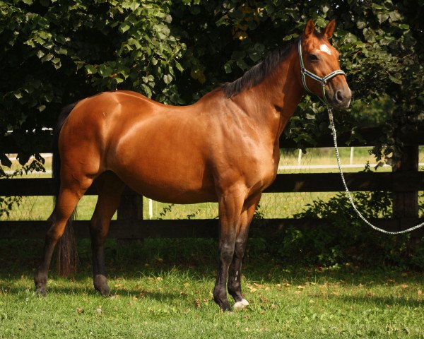 Zuchtstute DAUSTINE (Selle Français, 1991, von Sultan des Tours)