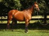 broodmare DAUSTINE (Selle Français, 1991, from Sultan des Tours)