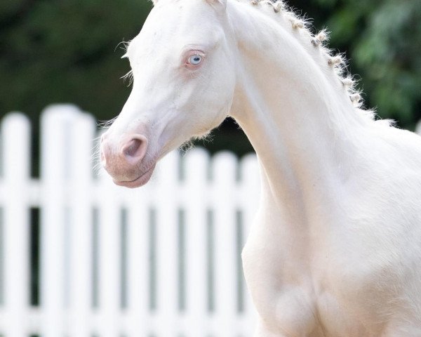 dressage horse Creedence Clearwater Revival (German Riding Pony, 2021, from Crown Charm of Royal)