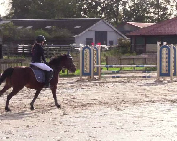Reitturnier Schülp / Rendsburg 2023