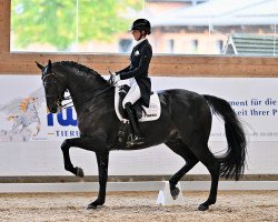 dressage horse Gut Wettlkam's Mondrian (Hanoverian, 2015, from E.H. Millennium)