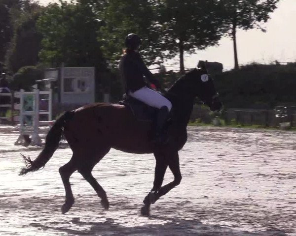 Reitturnier Schülp / Rendsburg 2023