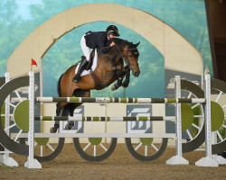 jumper Collin 4 (KWPN (Royal Dutch Sporthorse), 2007, from Carthino Z)