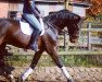 dressage horse Fidertraum 7 (Westphalian, 2010, from Fidertanz)