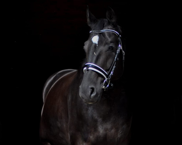 dressage horse Soulstar (Hanoverian, 2014, from Surprice)