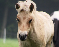 horse Uhtred Ragnarson (Fjordpferd, 2023, from Galant)