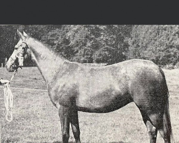 broodmare Rosevean Hill Breeze (British Riding Pony, 1961, from Bwlch Zephyr)