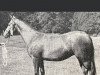 broodmare Rosevean Hill Breeze (British Riding Pony, 1961, from Bwlch Zephyr)