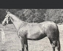 Zuchtstute Rosevean Hill Breeze (British Riding Pony, 1961, von Bwlch Zephyr)